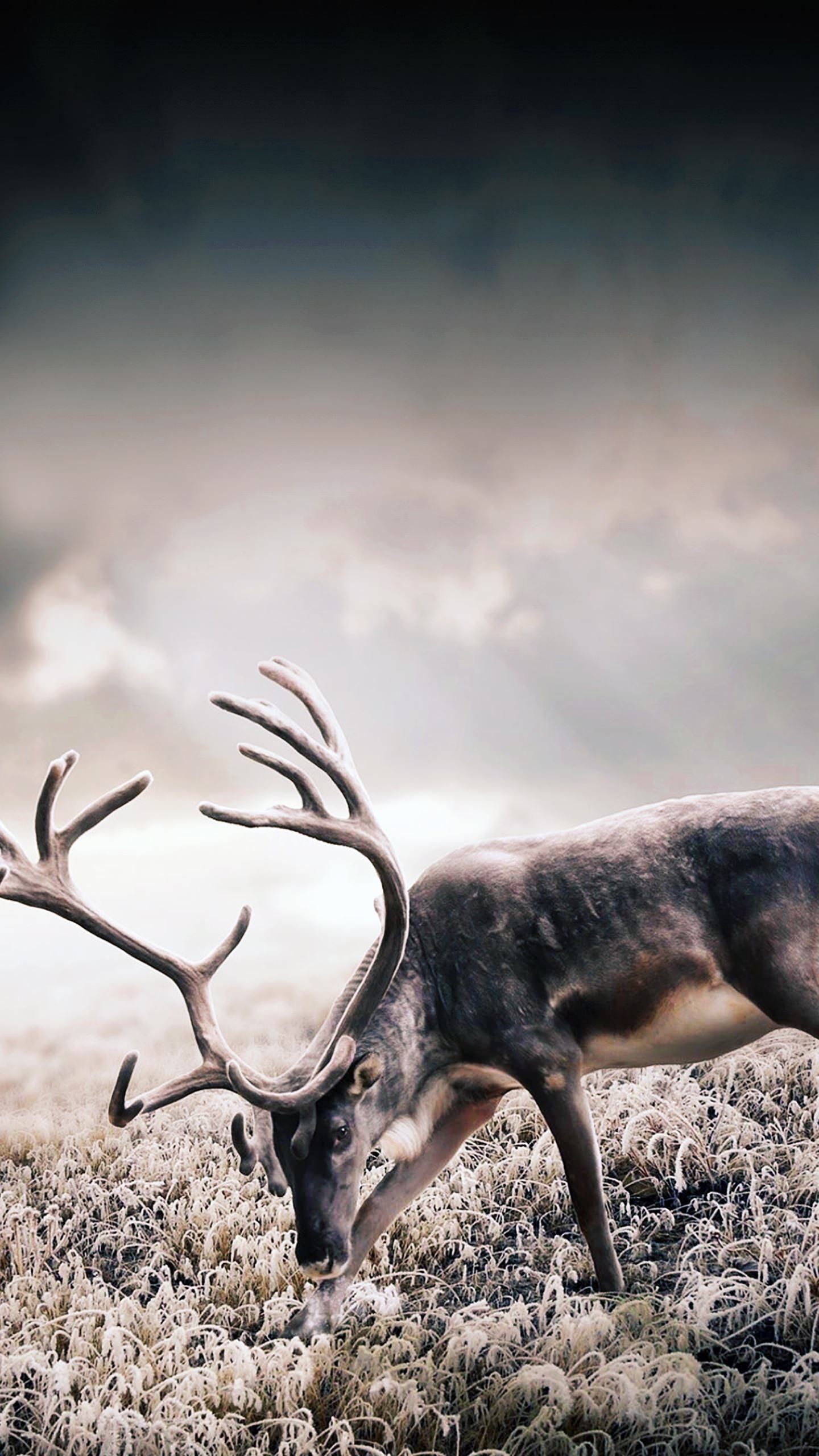 Wild Deer Galaxy S6 Wallpaper
