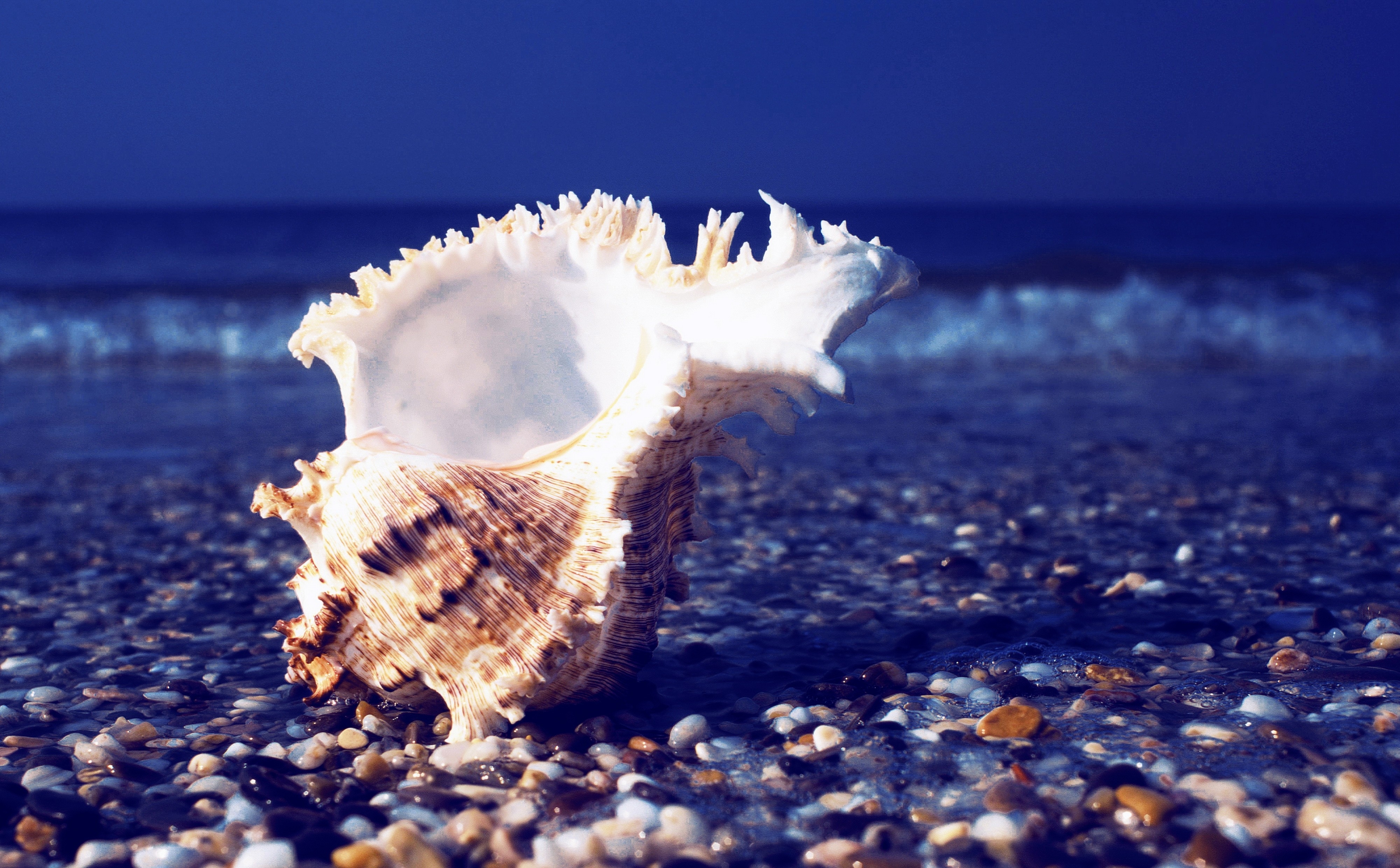 Sea Shells Wallpaper Desktop Background Image