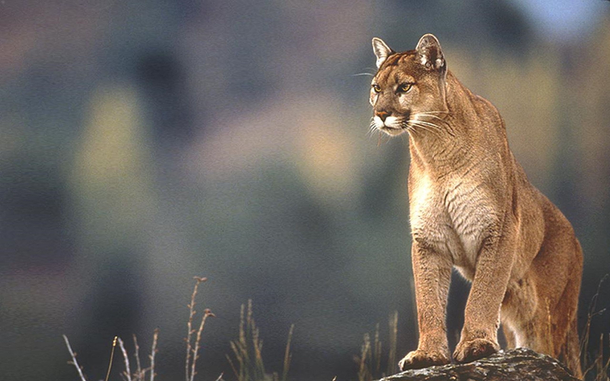Nature Animals Wildlife Mountain Lion Wallpaper