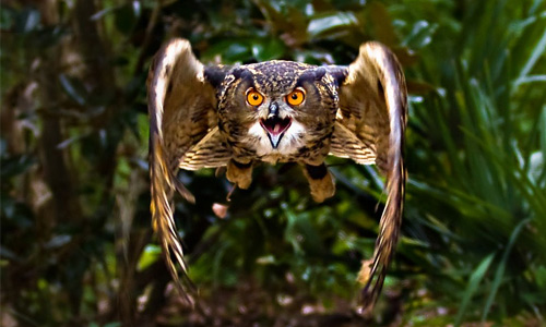 Fearsome Scary Flying Hi Res Owl Wallpaper
