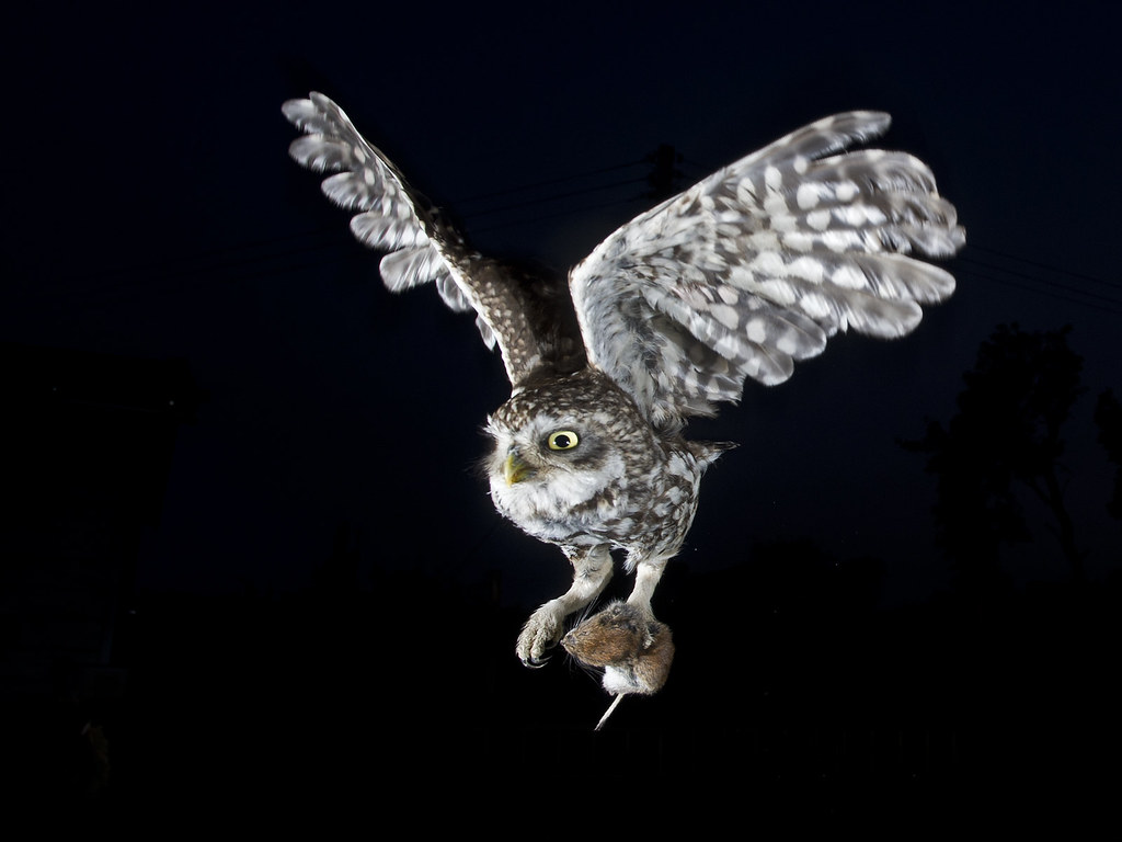 Little Owl Athene Noctua In Flight A Flies Ba
