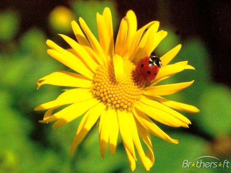 Crackle Sunflower with Ladybugs