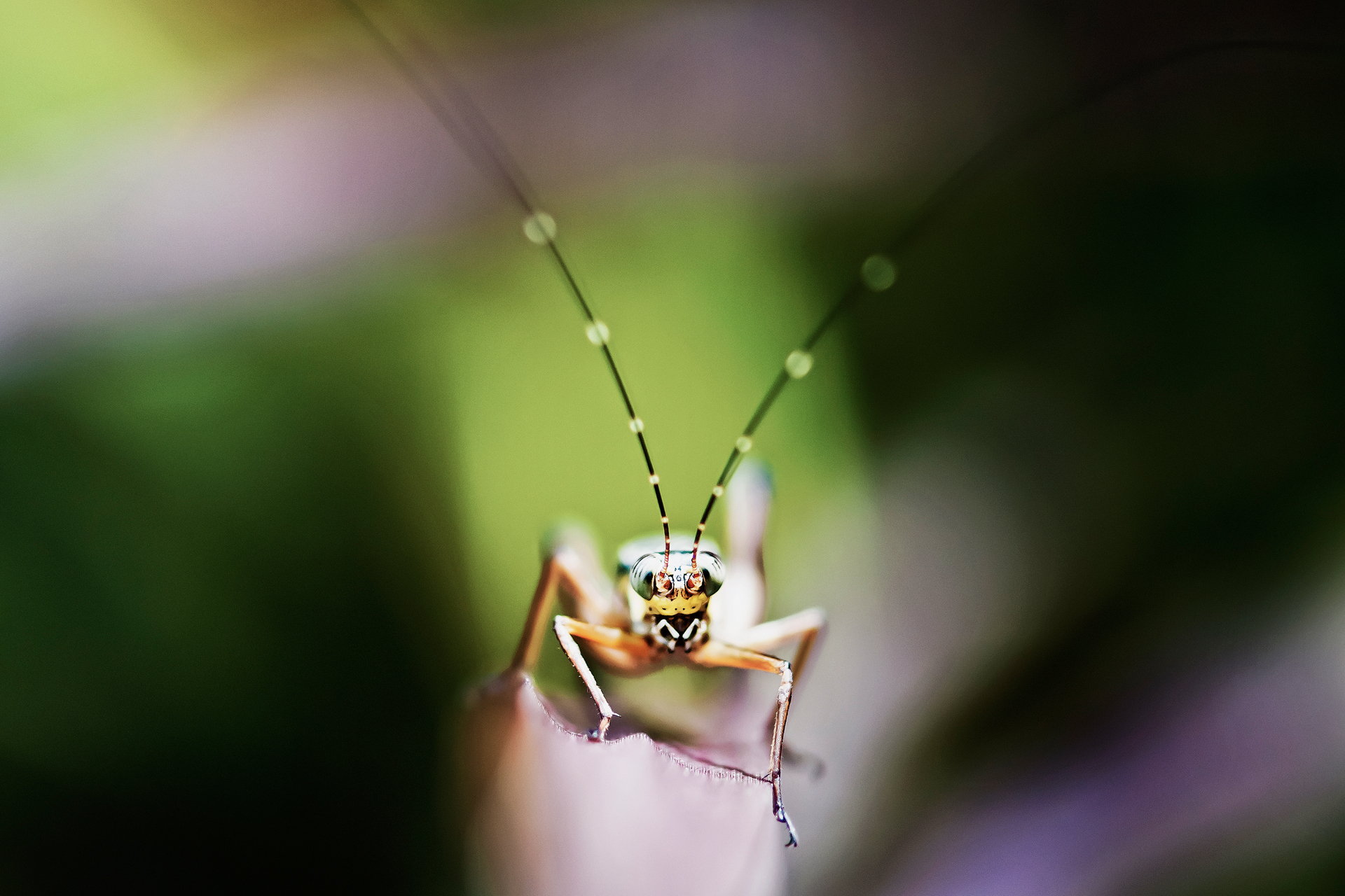 High Resolution Desktop Wallpaper Of Grasshopper Picture