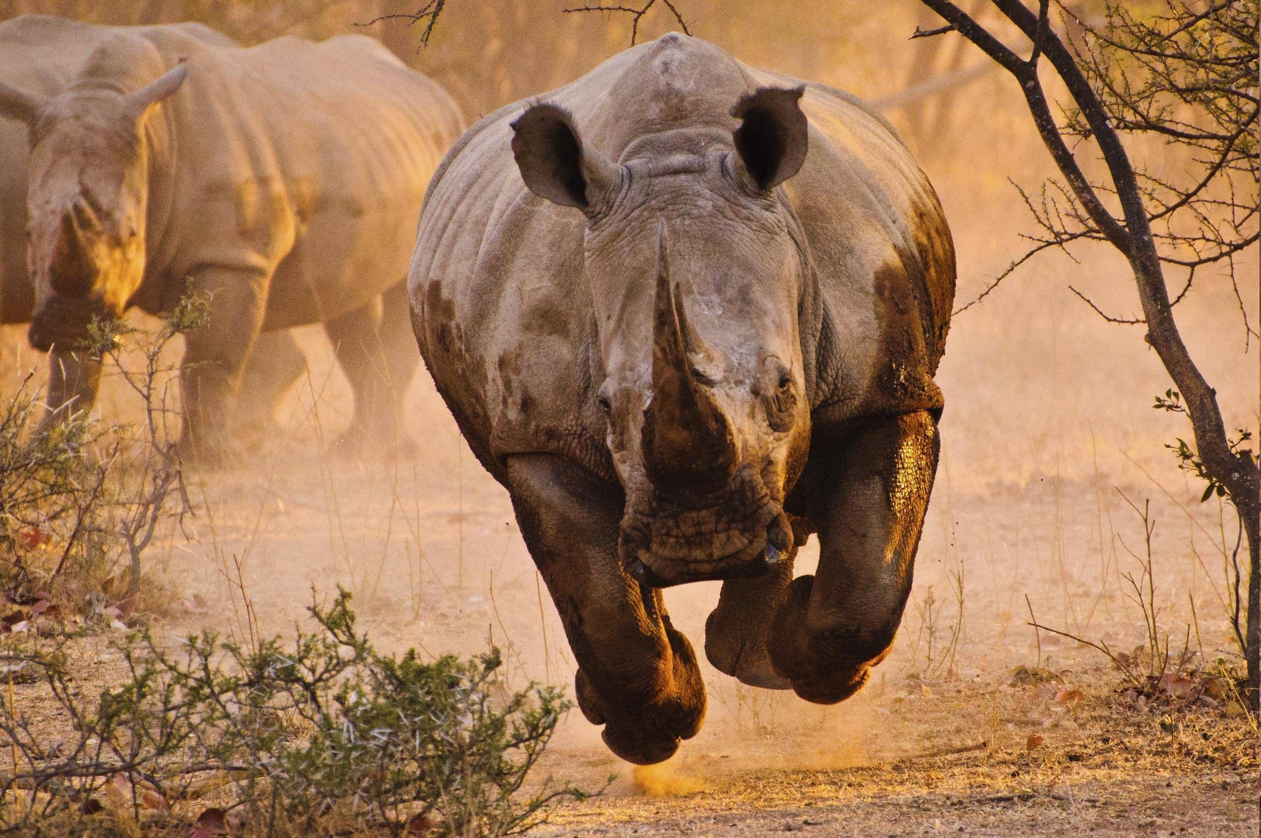 Rhino Nature Animals Wallpaper HD Desktop And Mobile