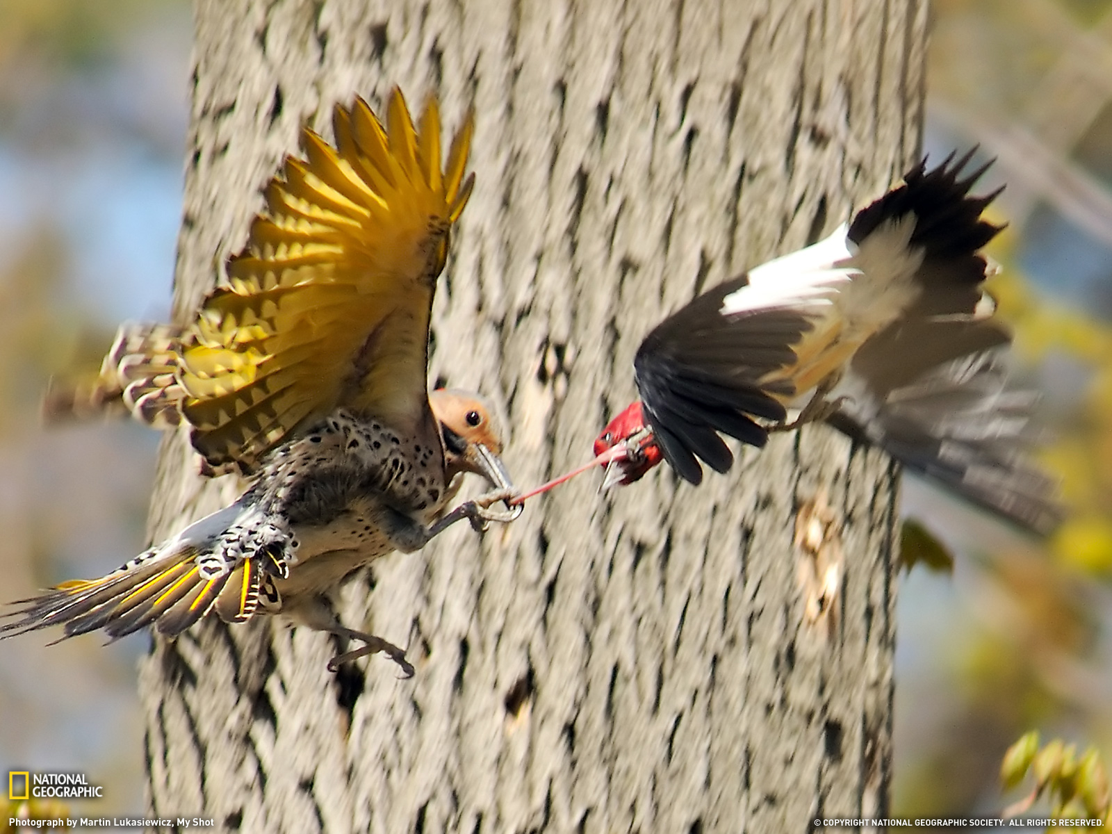 Birds Fighting Rondeau Provincial Park Canada