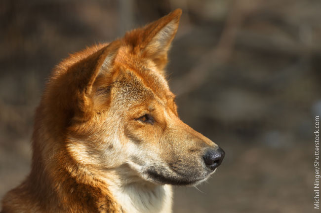 Dingo Facts Info Pictures Life Habitat Diet Threats
