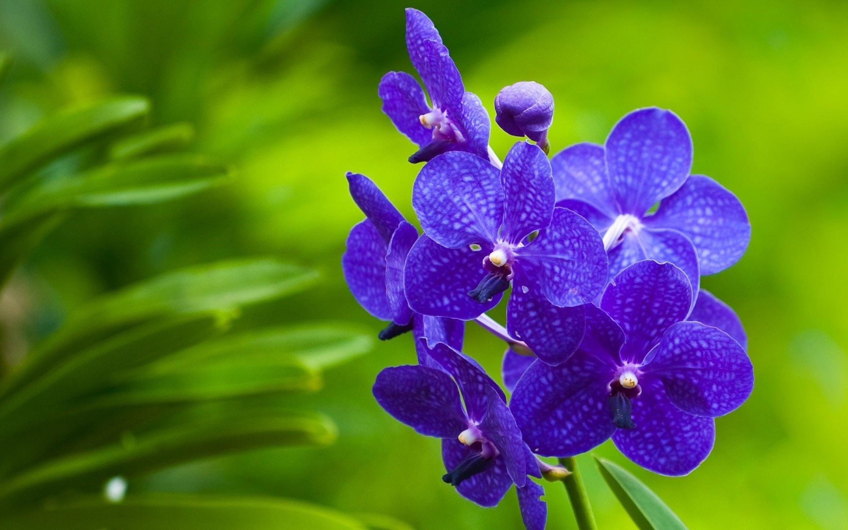 Purple Orchid Wallpaper