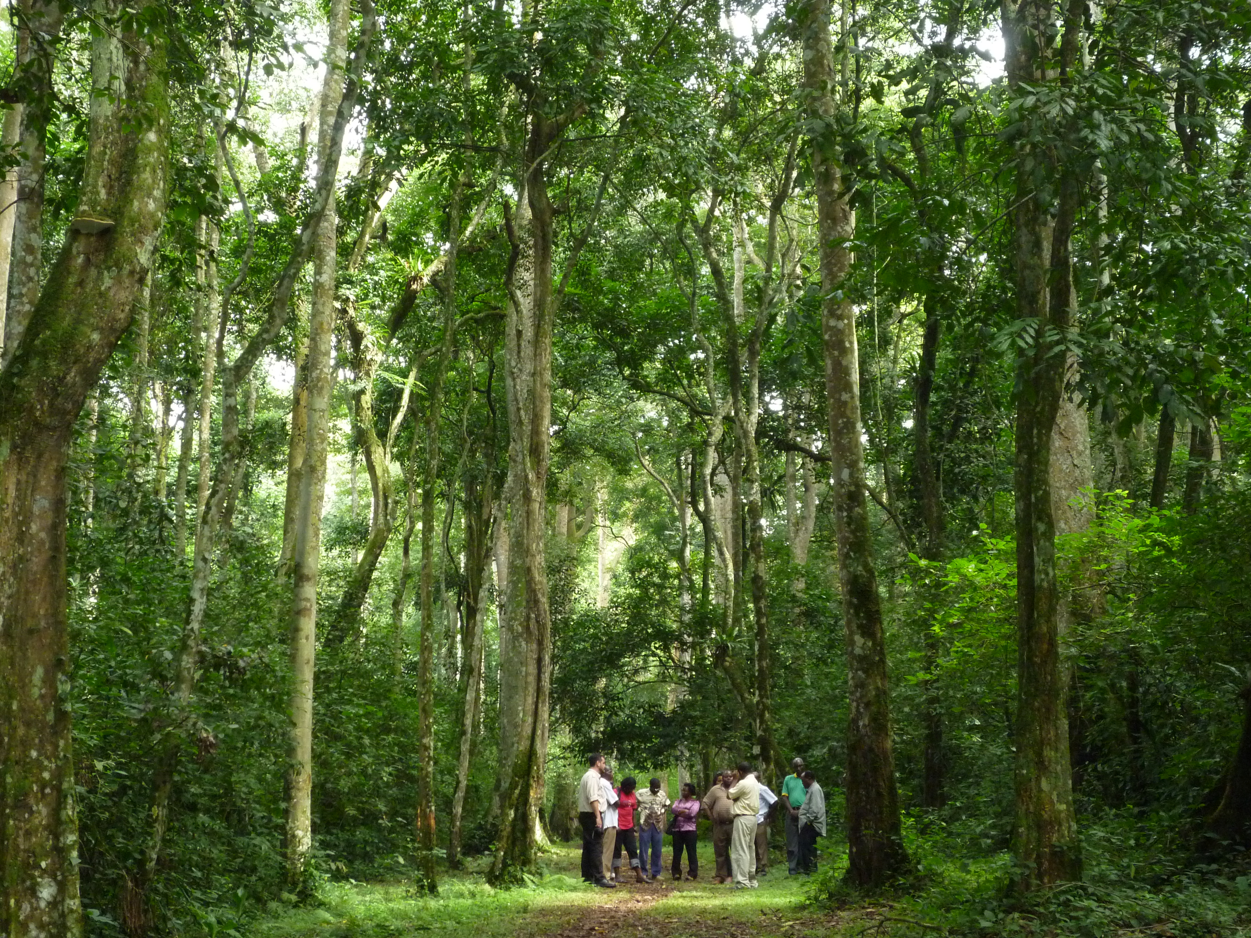 International Forestry Resources and Institutions Exploring how