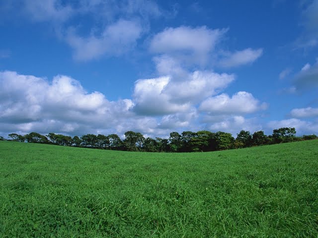 Summer Country Field Farm Under Blue Sky Scenery