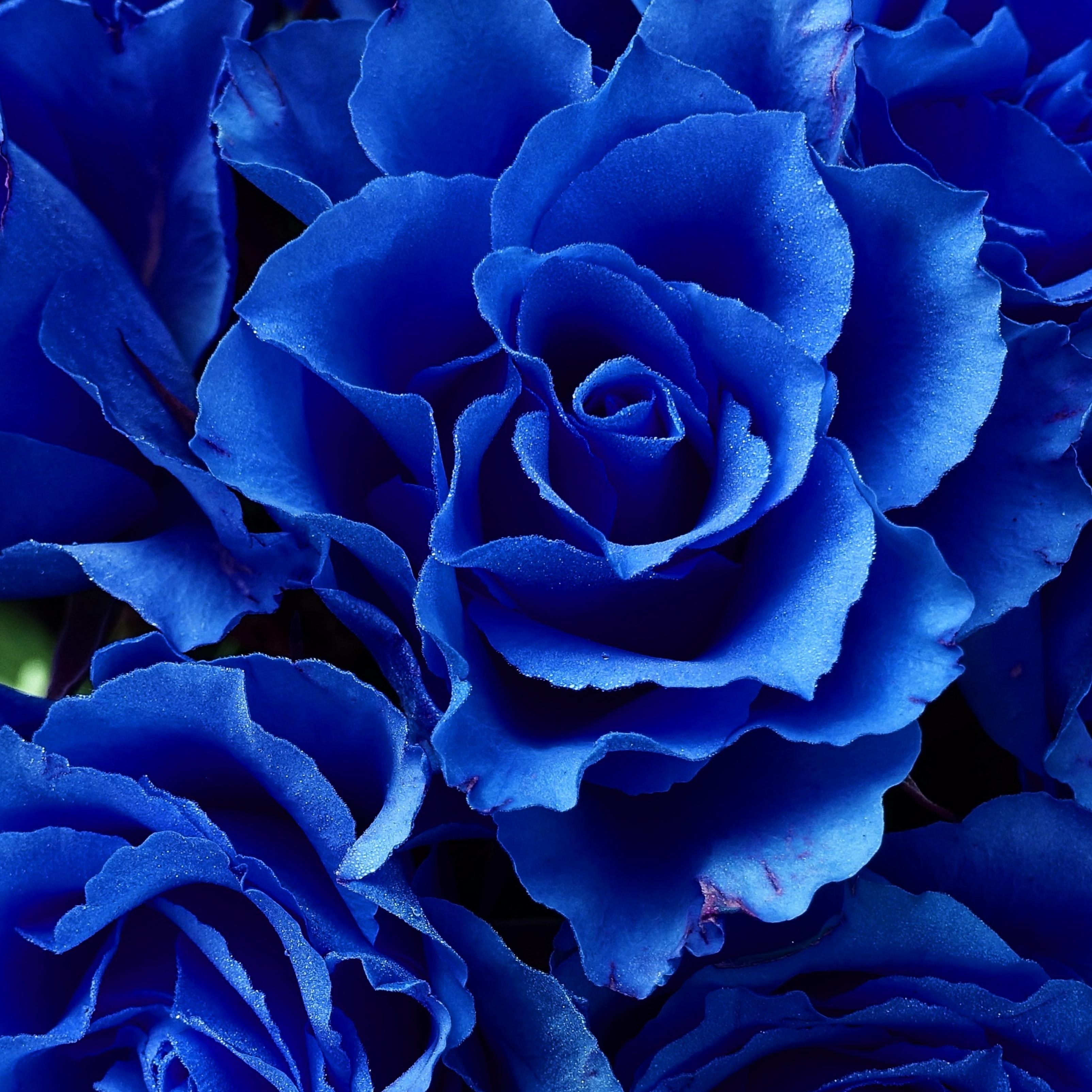 Blue Roses Bloom Petals Blossom iPad Wallpaper HD