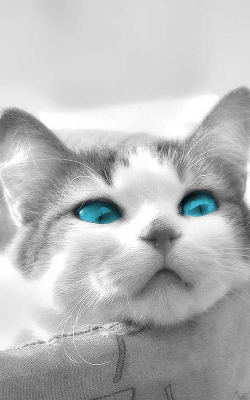 Android Wallpaper Black And White Cat Blue Eyes