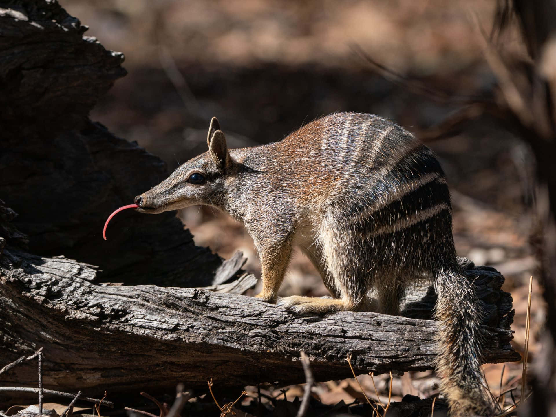 A numbat with distinctive stripes foraging on a log in its natural habitat