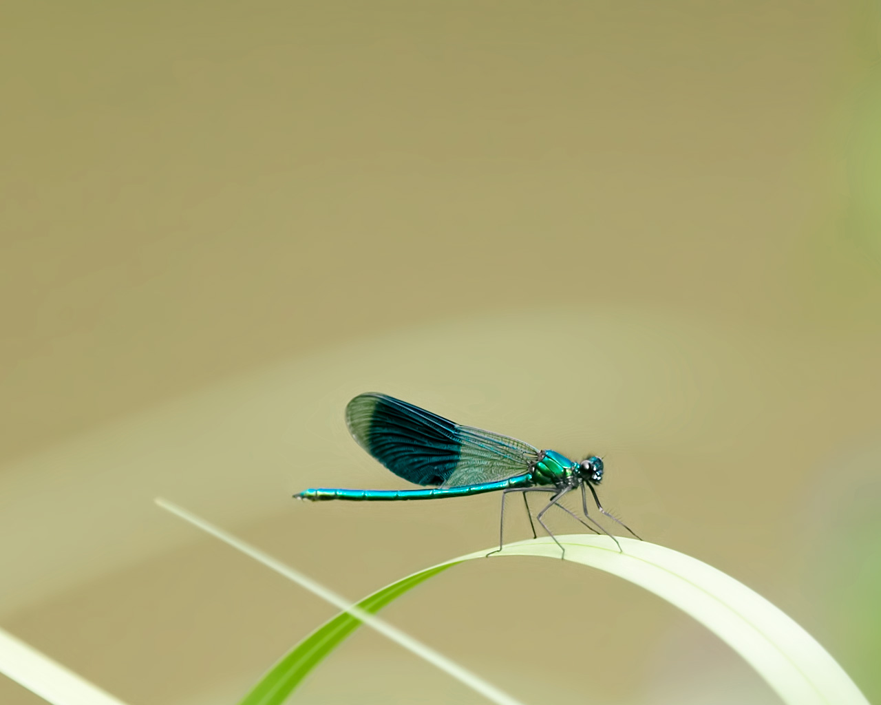 Little Blue Dragonfly Desktop Pc And Mac Wallpaper