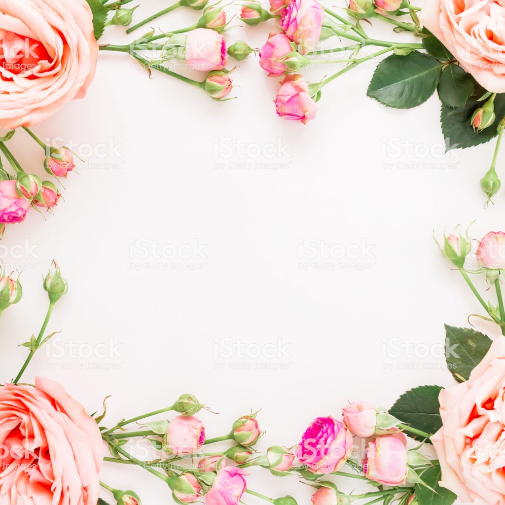 Floral Square Frame With Pink Roses Isolated On White Background