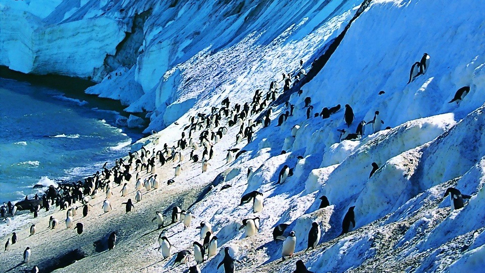 Penguins Wallpaper Penguin Pictures