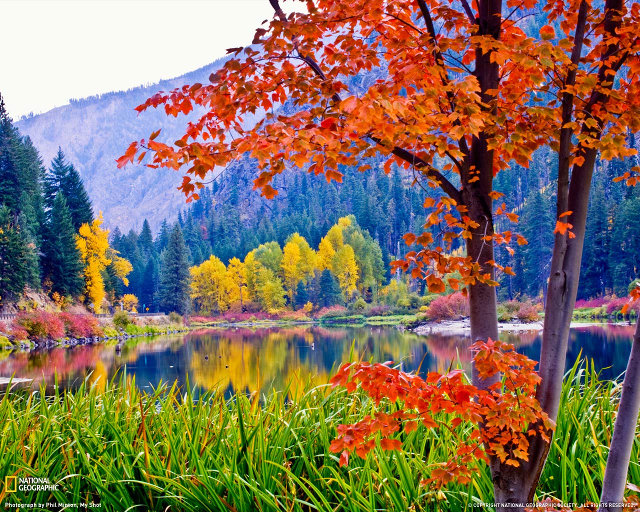 Showing Gallery For Fall Leaves Background Puter