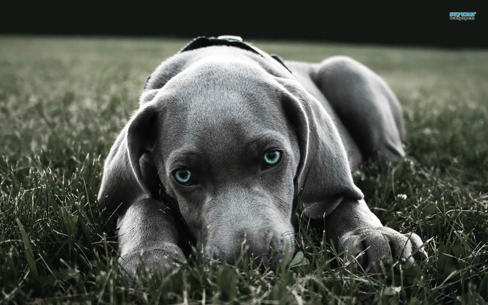 Weimaraner Wallpaper