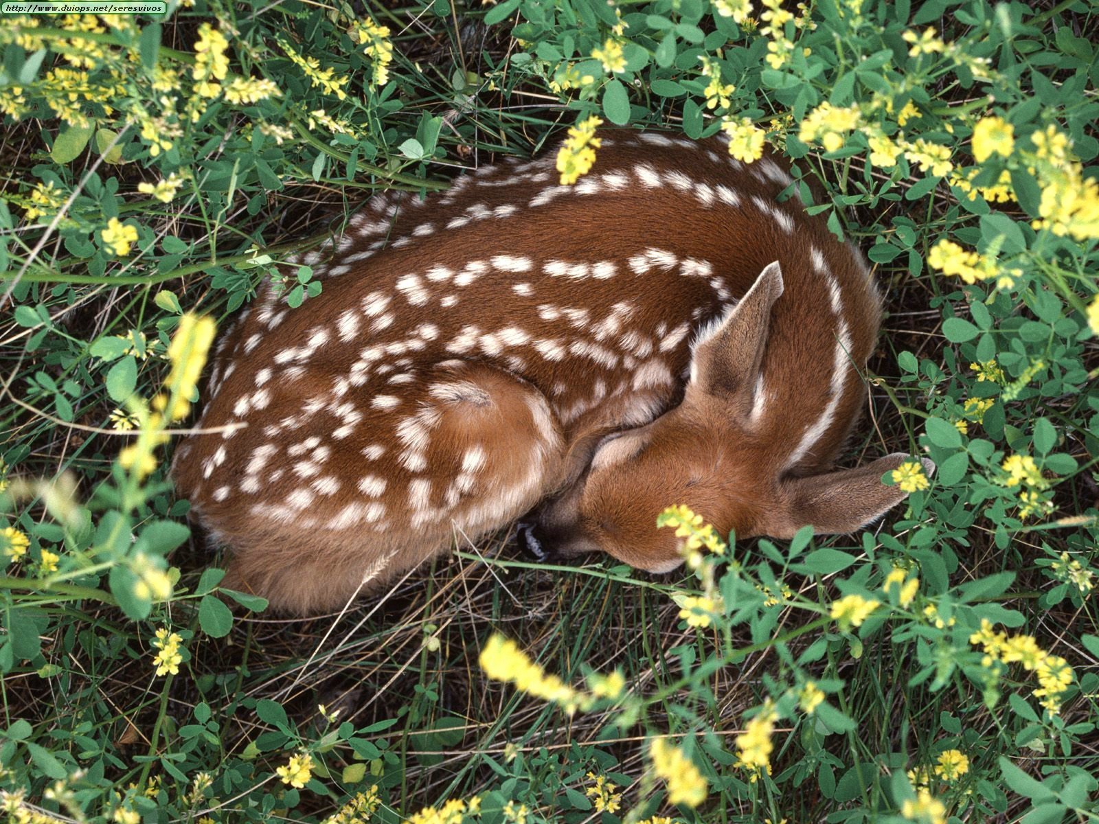 Sleeping Fawn Deer Photo