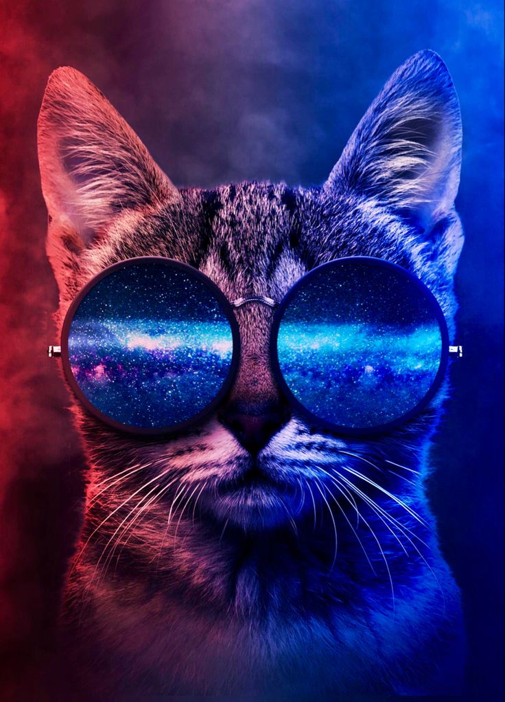 4k Wallpaper HD Ultra Cat With Sunglasses Aesthetic Katzen