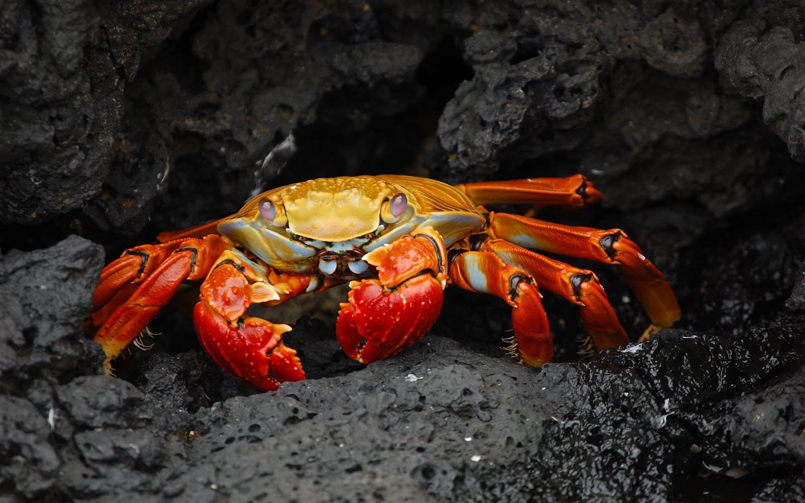 Tag Crab Wallpaper Background Photos Image And Pictures For