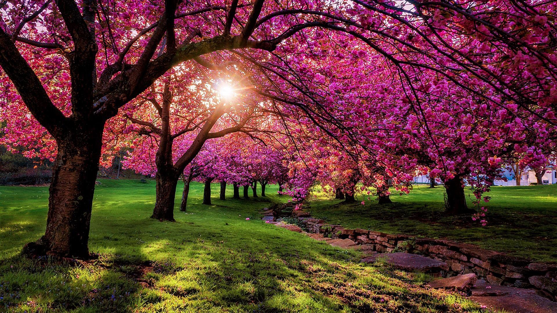 Scenery Image Wallpaper