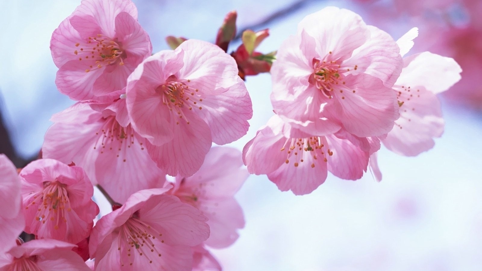 Pink Spring Flowers Wallpaper Gallery Yopriceville High