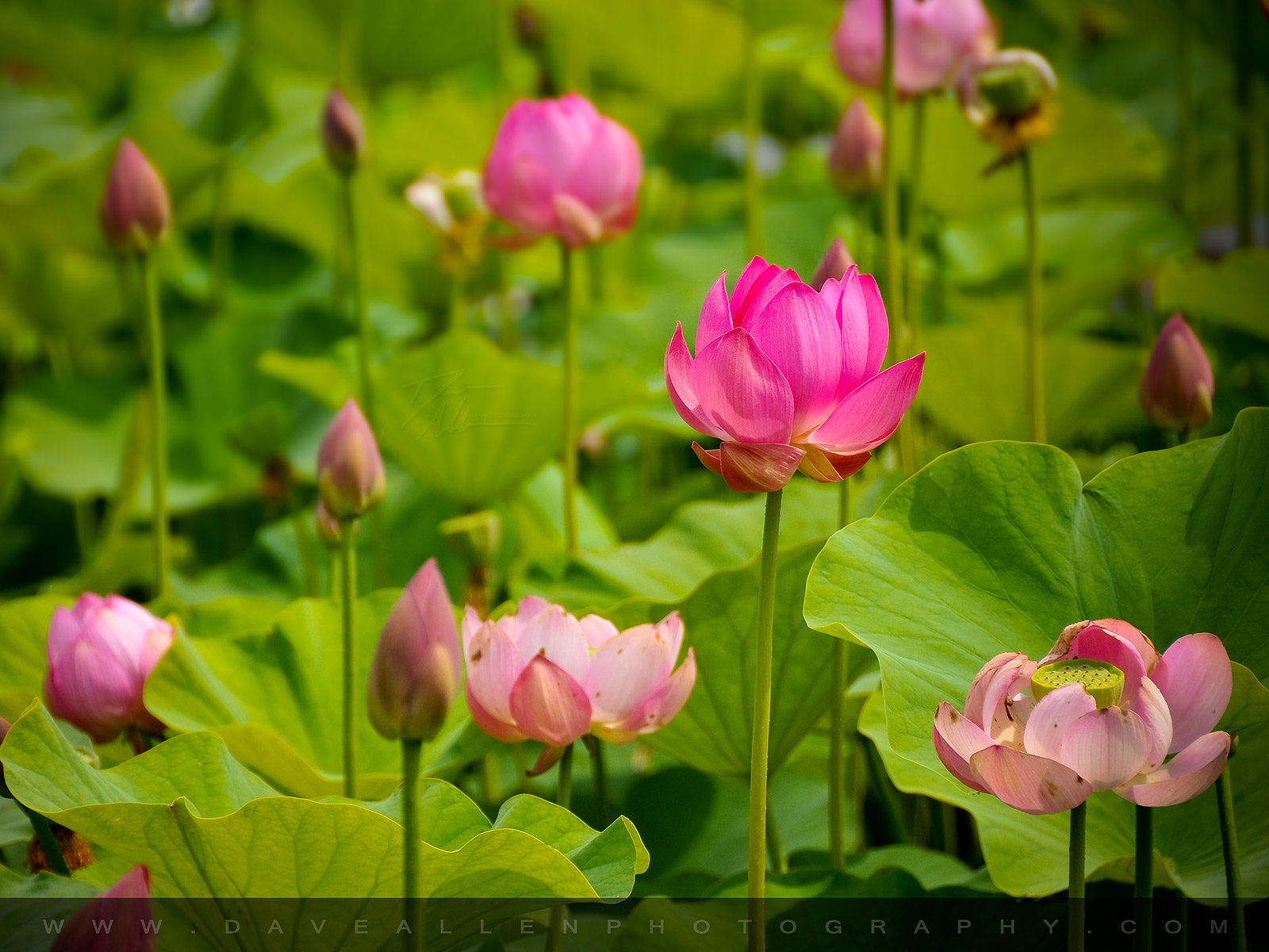 Pink Lotus Flowers Desktop Wallpaper Floral Photography