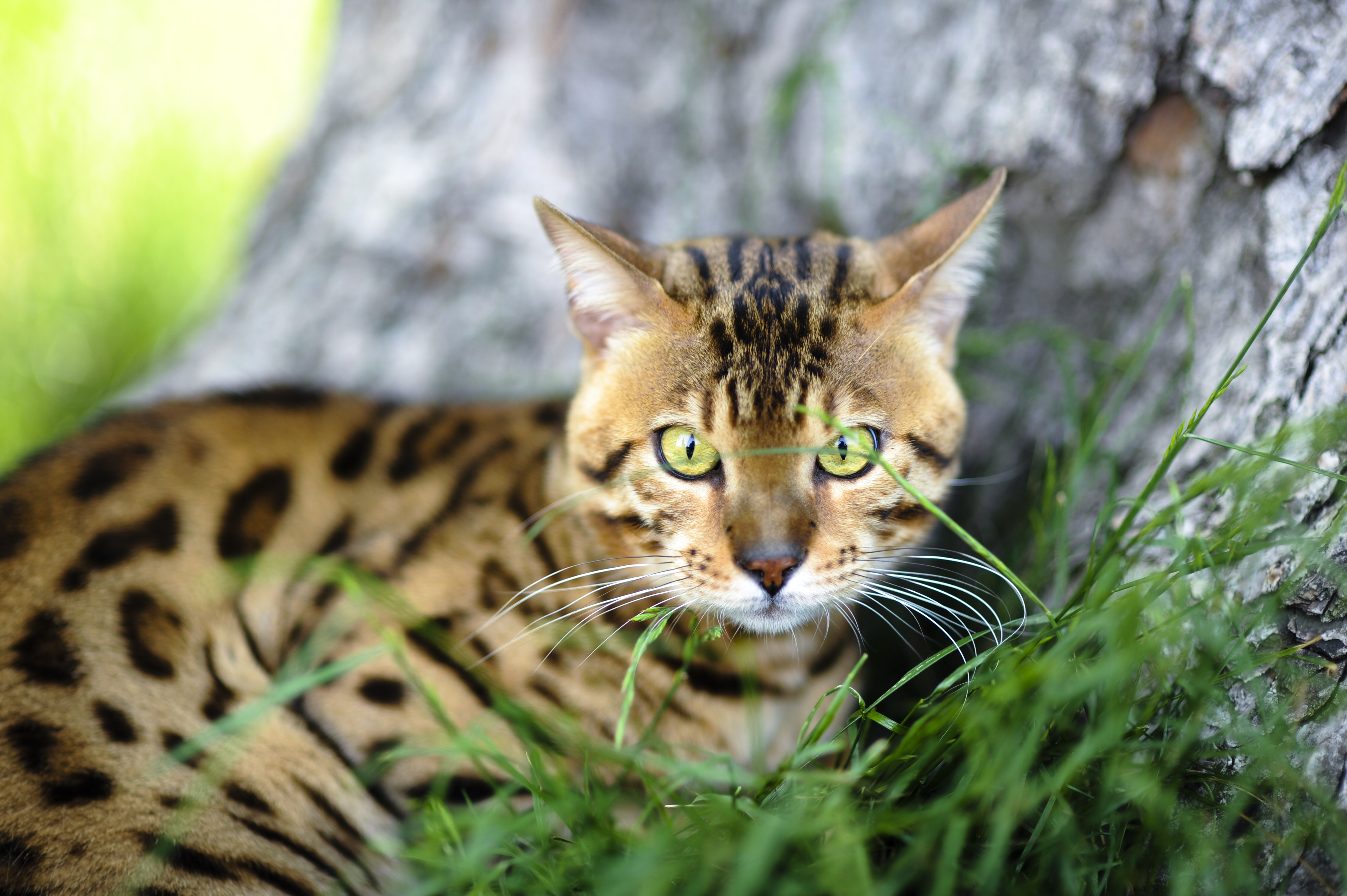 Bengal Cat Near A Tree Wallpaper And Image Pictures