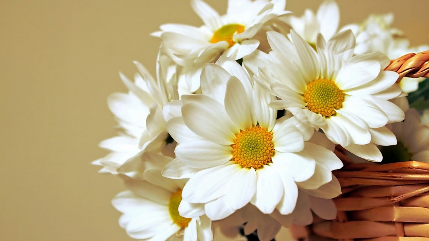Daisy Flower Wallpaper Background Image