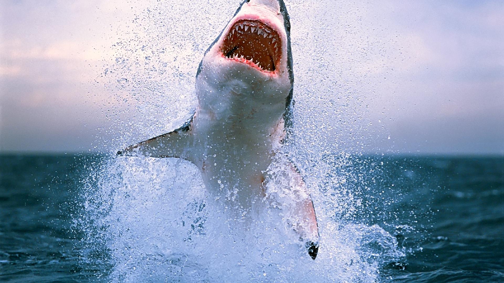 Great White Shark Side Open Mouth A Has About