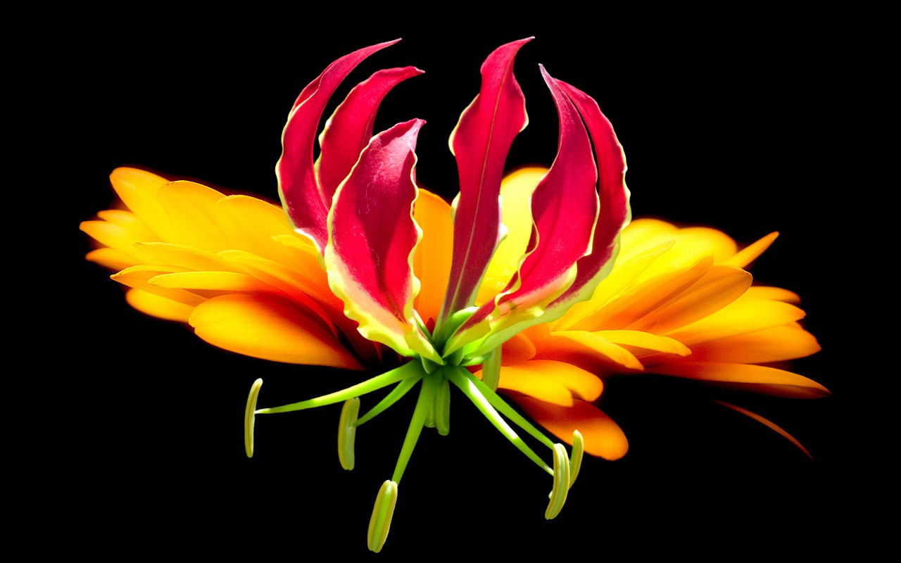 Widescreen HD Wallpaper Nature Flowers Gloriosa tropical flower