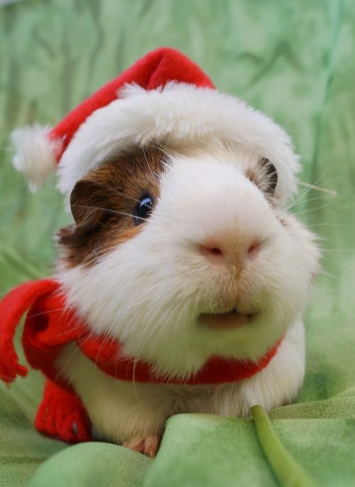 Christmas Guinea Pig Rodent Love
