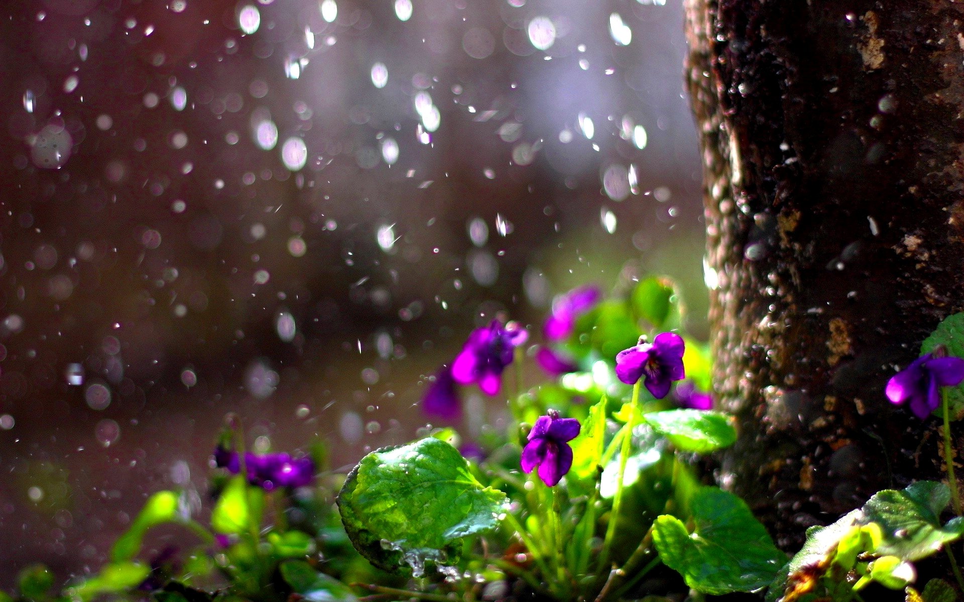 Rain Drops Flower Spring Mood Bokeh Wallpaper