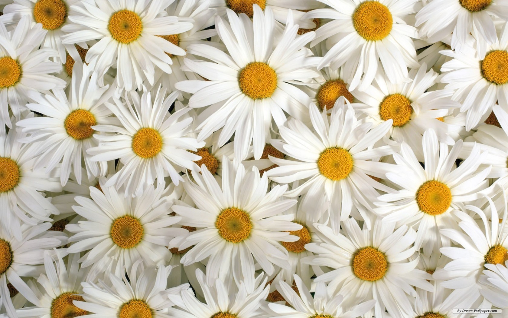 Pretty Flower Wallpapers   Cover Photo Daisies Hd