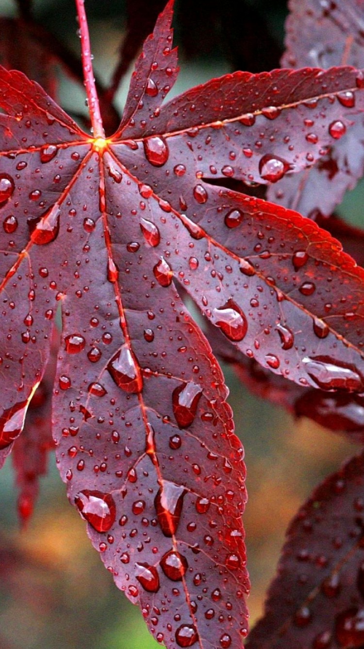 Red Leaf iPhone HD Wallpaper