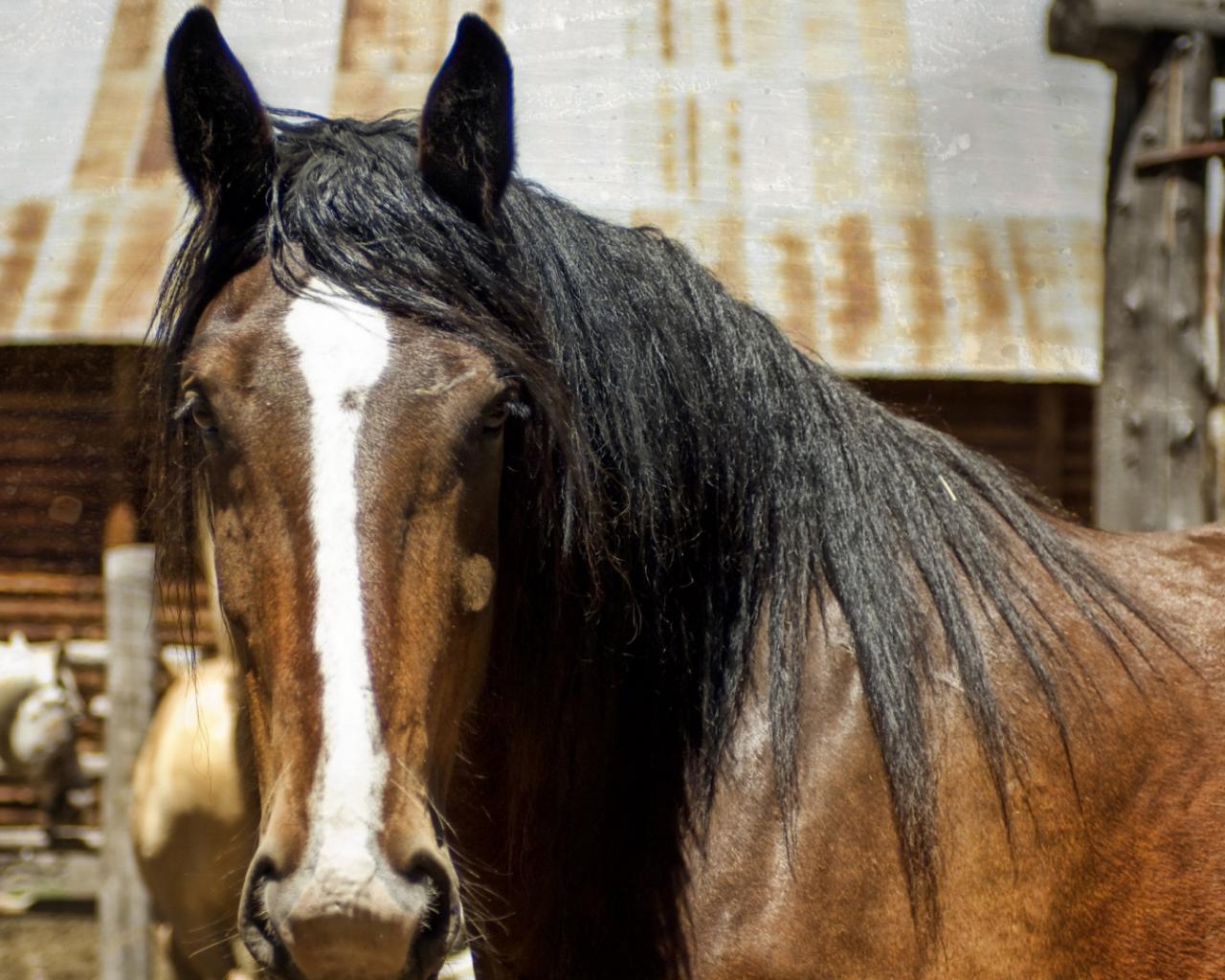 Horse Face Wallpaper