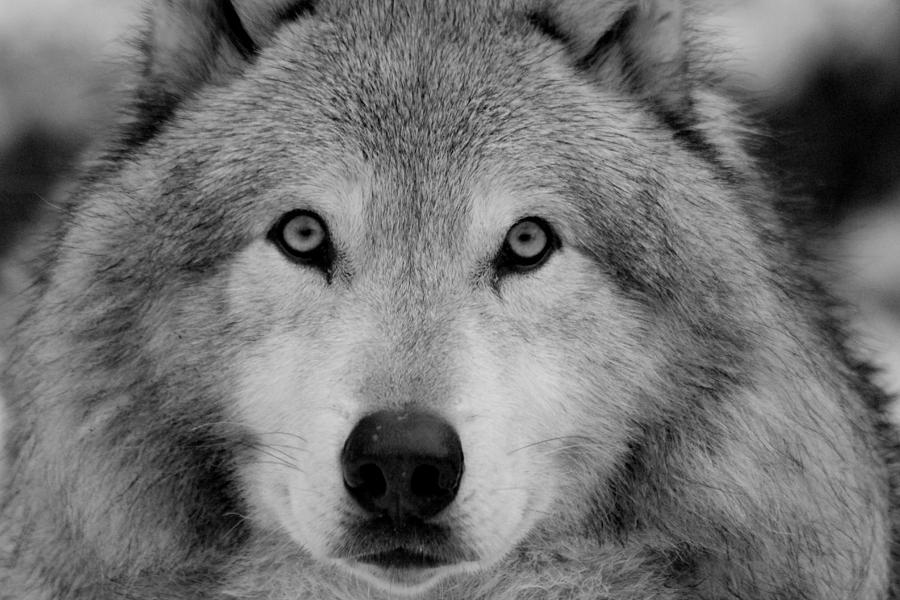 Wolf Face Photograph By Shelby Brower