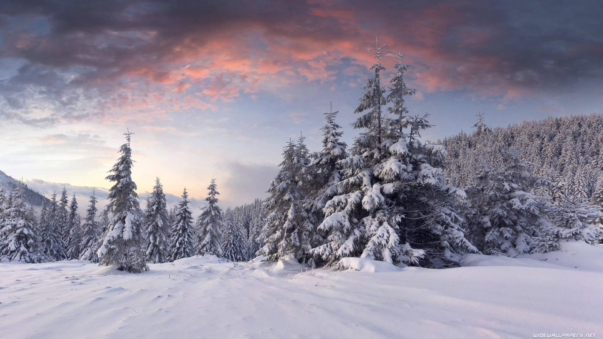 4k Winter Snowy Ground Wallpaper