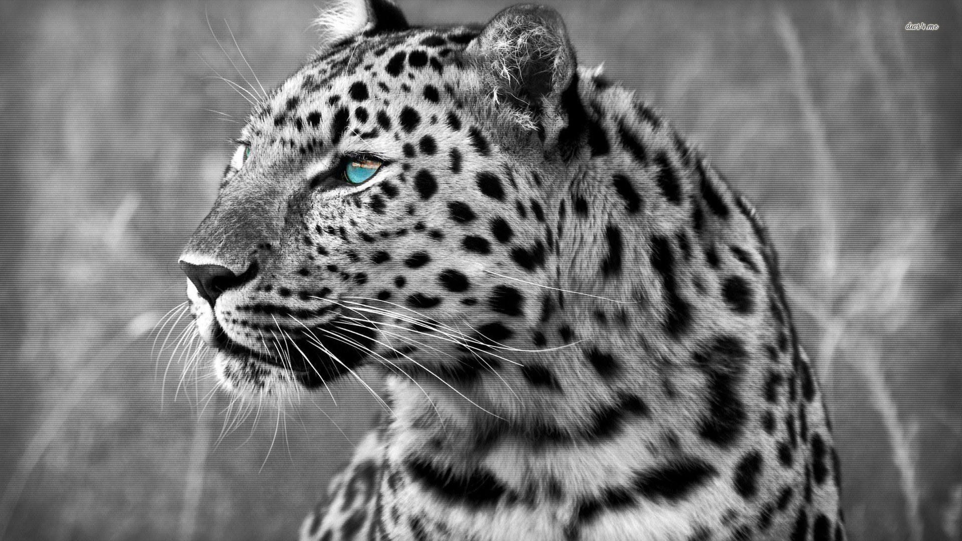Close-up of a snow leopard with striking blue eyes, showcasing its unique spotted fur in a black and white composition