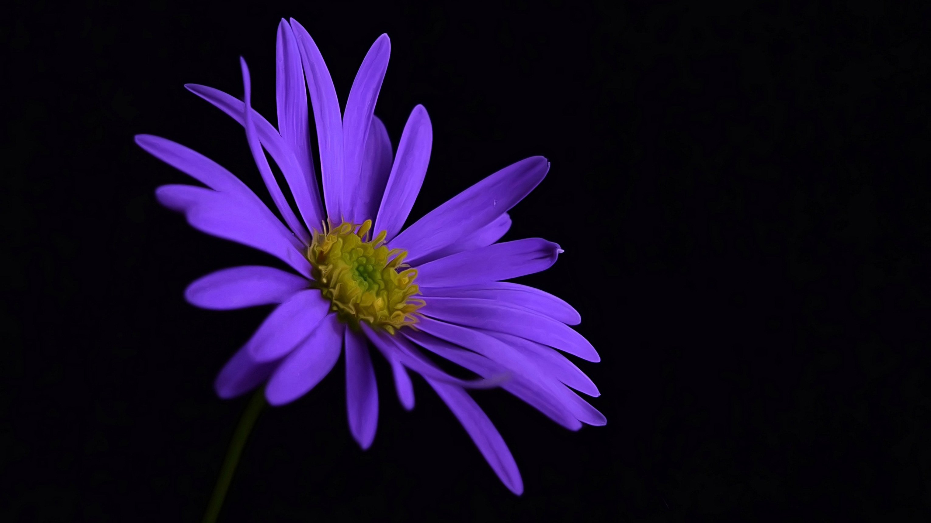 Purple Flower Blossom Wallpaper HD Flowers 4k