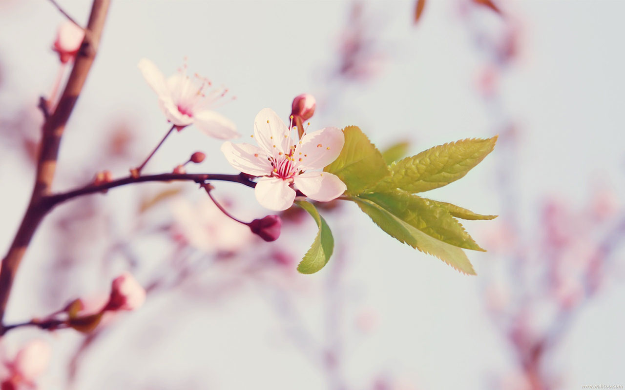  flower wallpapers peach blossom peach blossom free wallpapers download