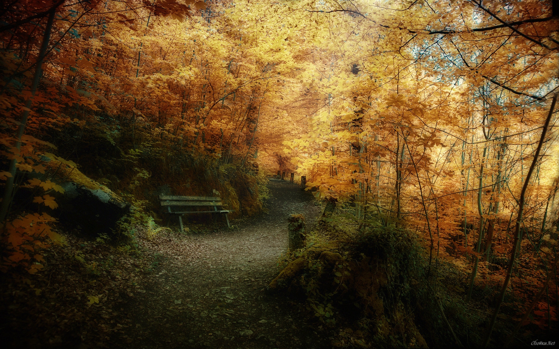 Forest In Late Autumn HD Desktop Wallpaper