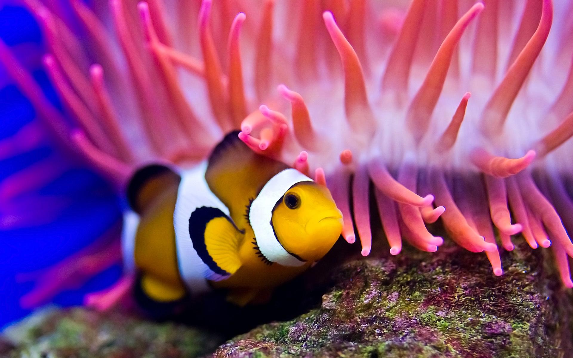 Ocean Bottom Clown Fish Desktop Background HD