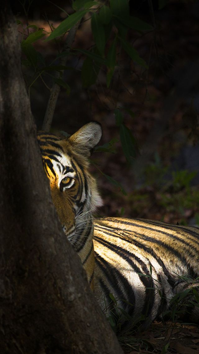 iPhone Wallpaper Animal