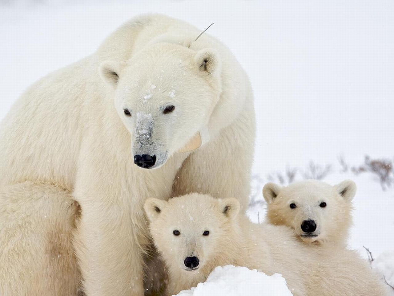 Polar Bear Wallpaper Pictures Image