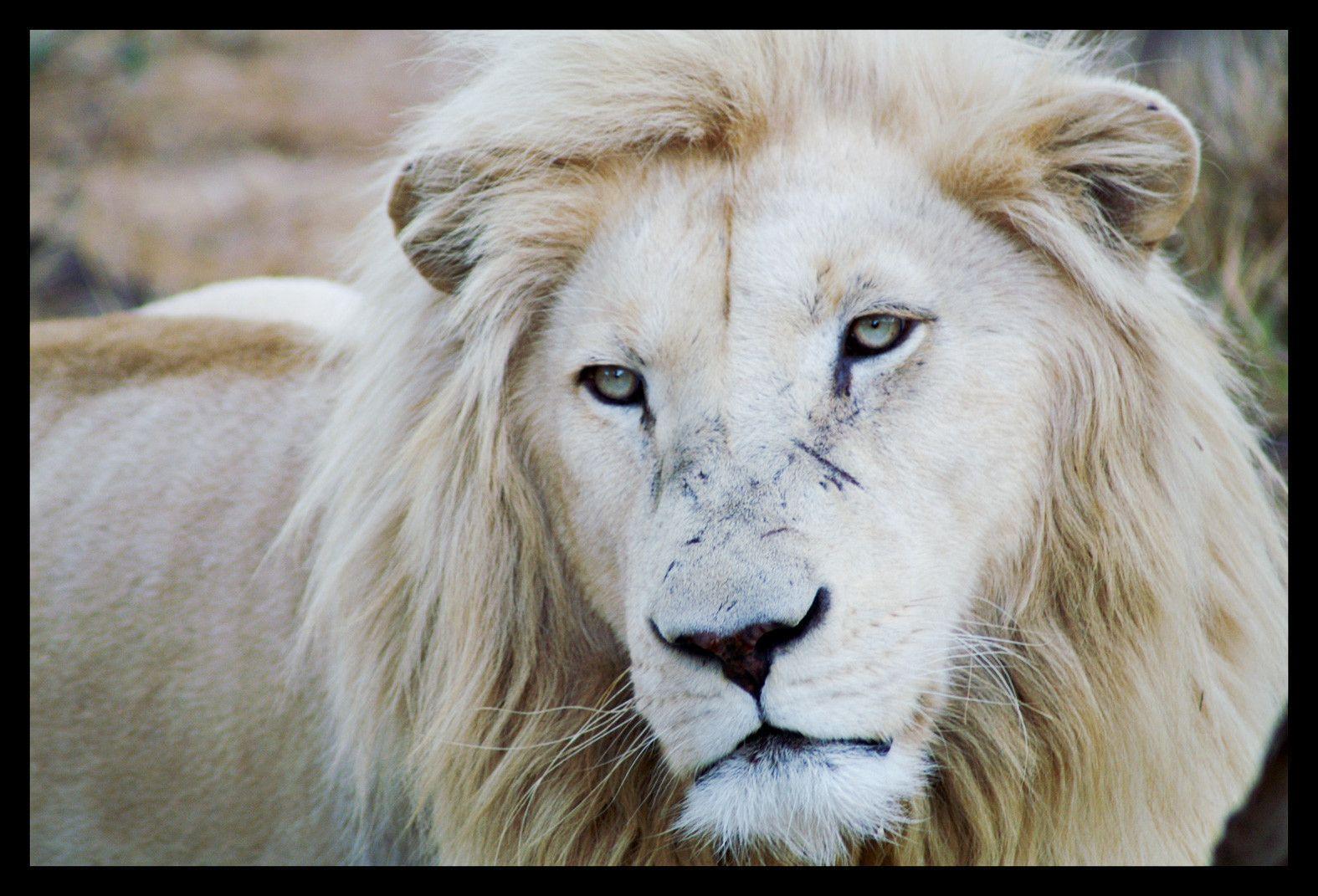 White Lion Background