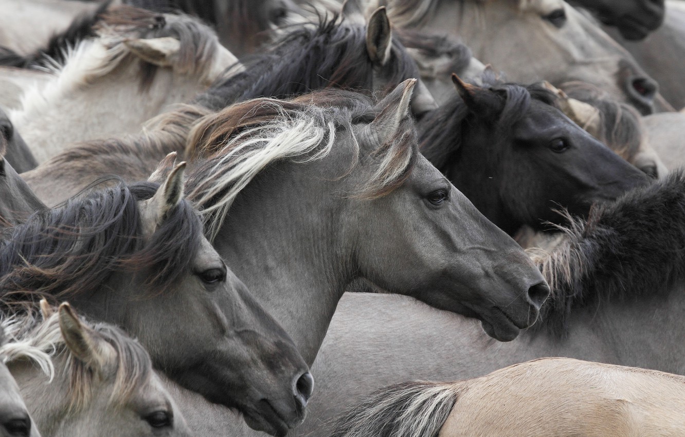 Wallpaper Horses Horse Muzzle The Herd Wild Image For