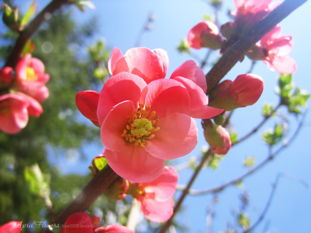 April Flowers 15 by love1008 on deviantART   twiwaminenu