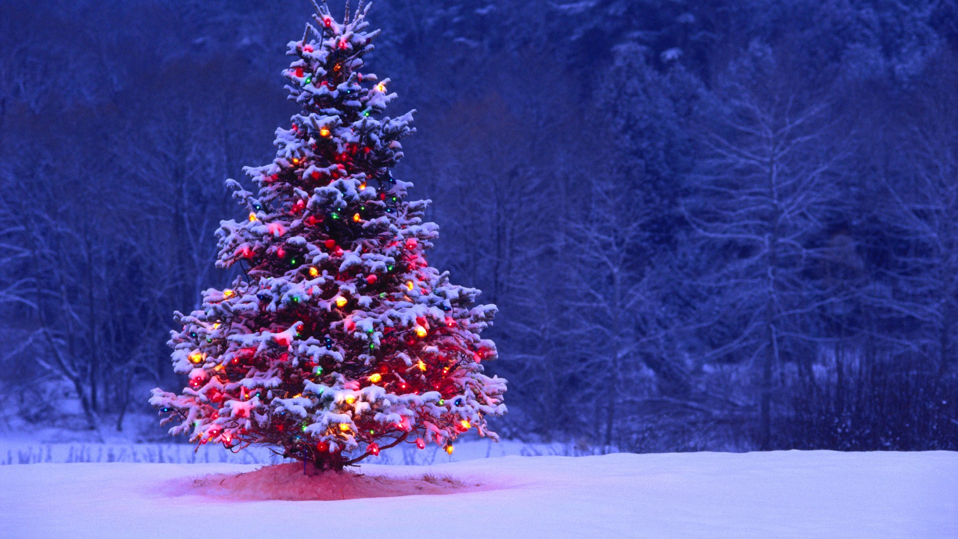 Light Covered Snowy Christmas Tree HD Wallpaper