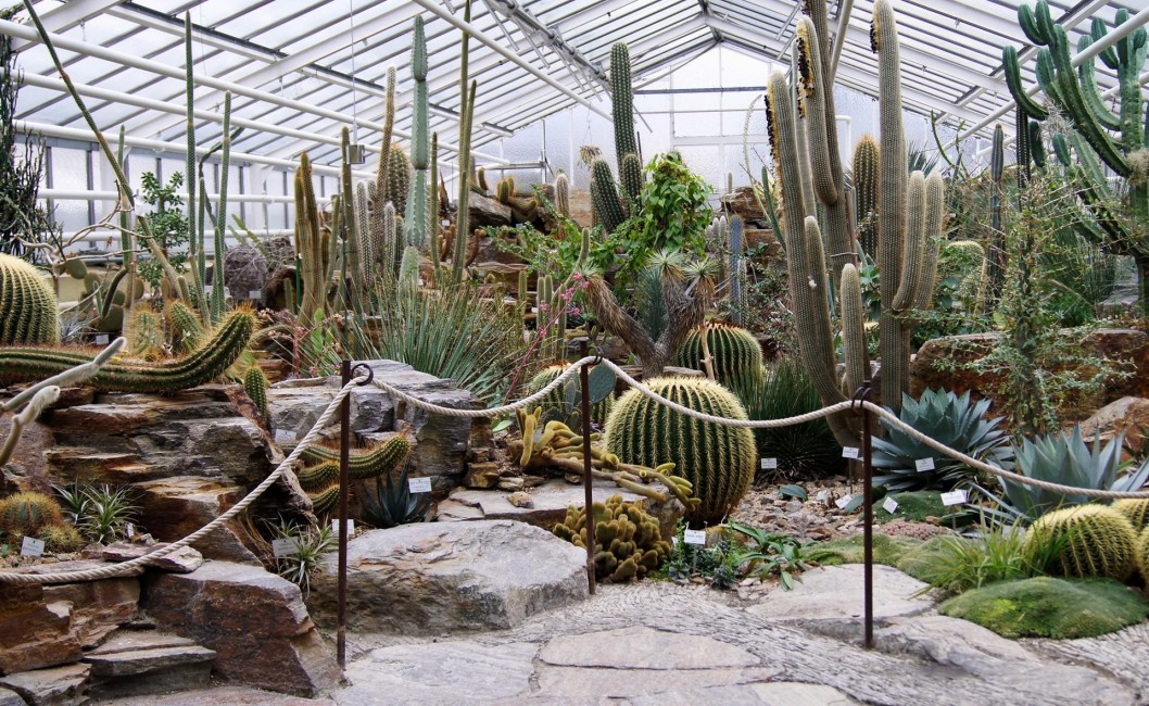 Cactus Greenhouse Different Much Exhibition Stock Photos